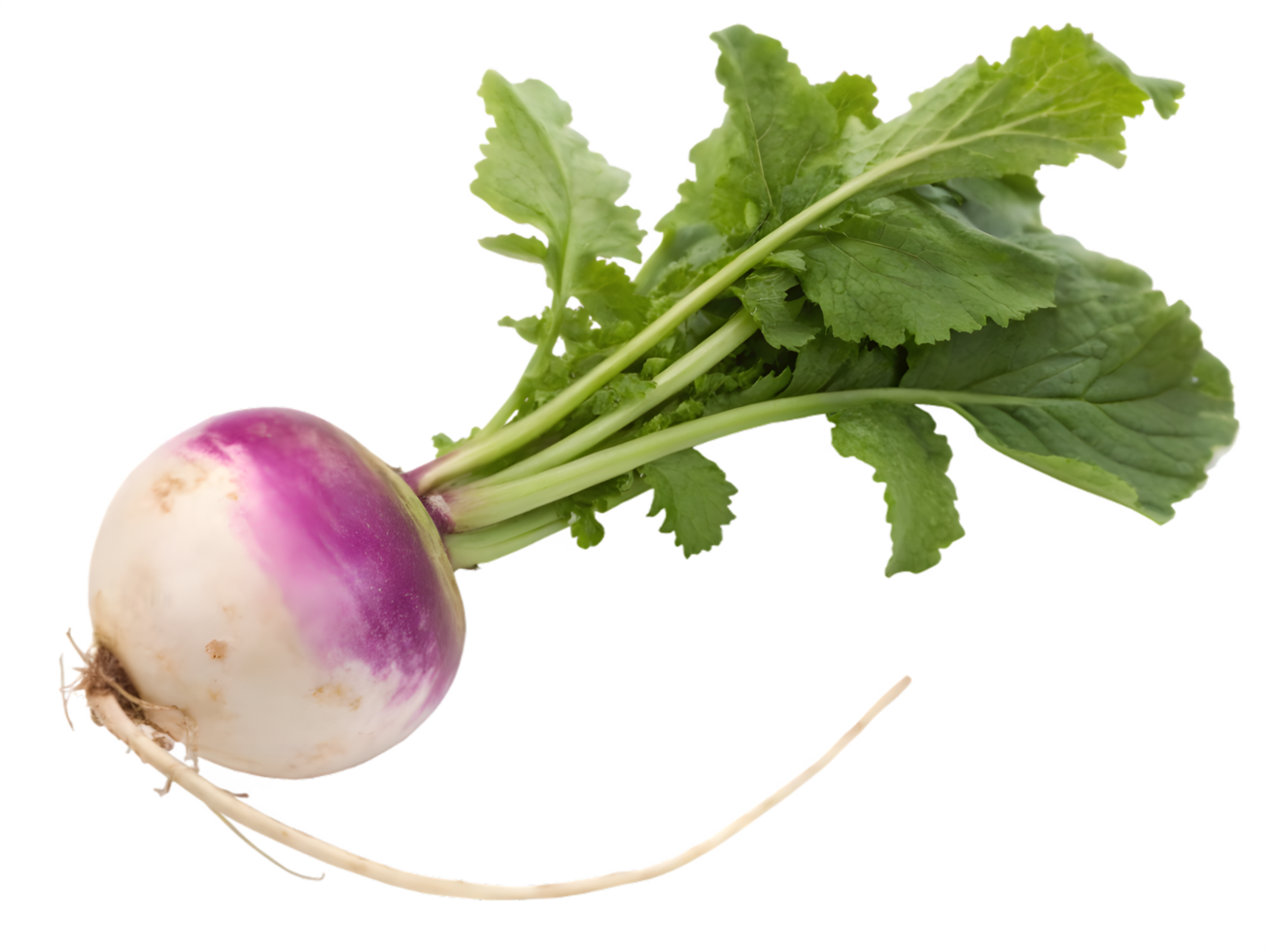 Close-up of a fresh turnip with vibrant green leaves. png