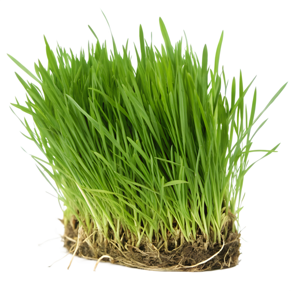 Lush Green Grass with Visible Roots, Perfect for Spring Nature Photography png