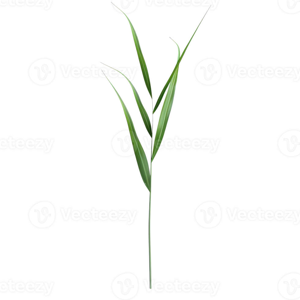 Green Plant Isolated on Transparent png