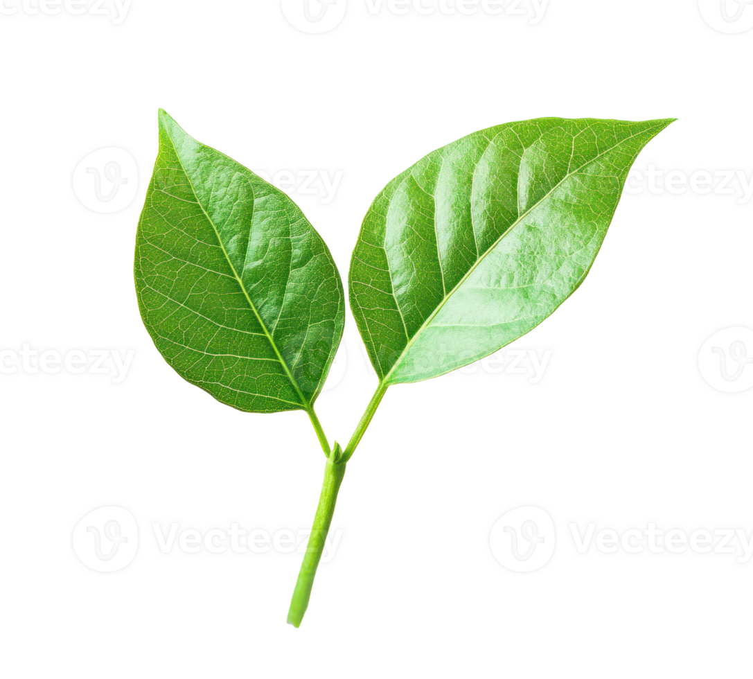Two Green Leaves on a Transparent Background png