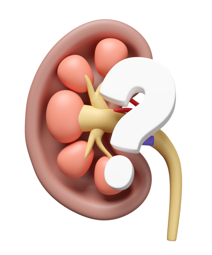 3d human kidney cross section with question mark isolated. health check, medicare, world kidney day concept, 3d illustration render png