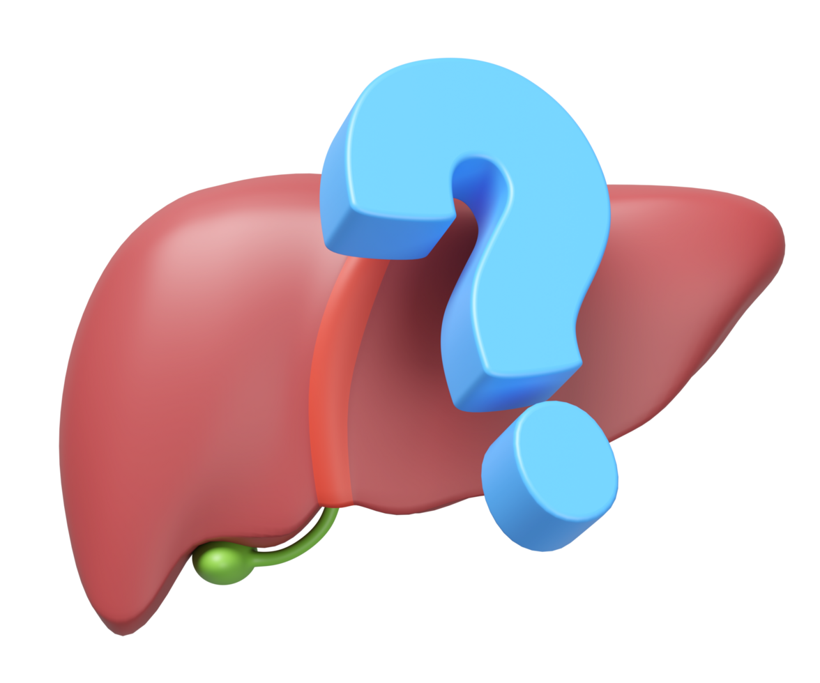 3d realistic human liver with question mark isolated. check liver health concept, 3d illustration render png