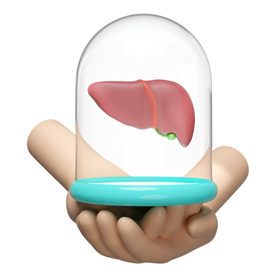 3d hand witn glass dome, realistic human liver isolated. check liver health, love health, world hepatitis day concept, 3d illustration render png