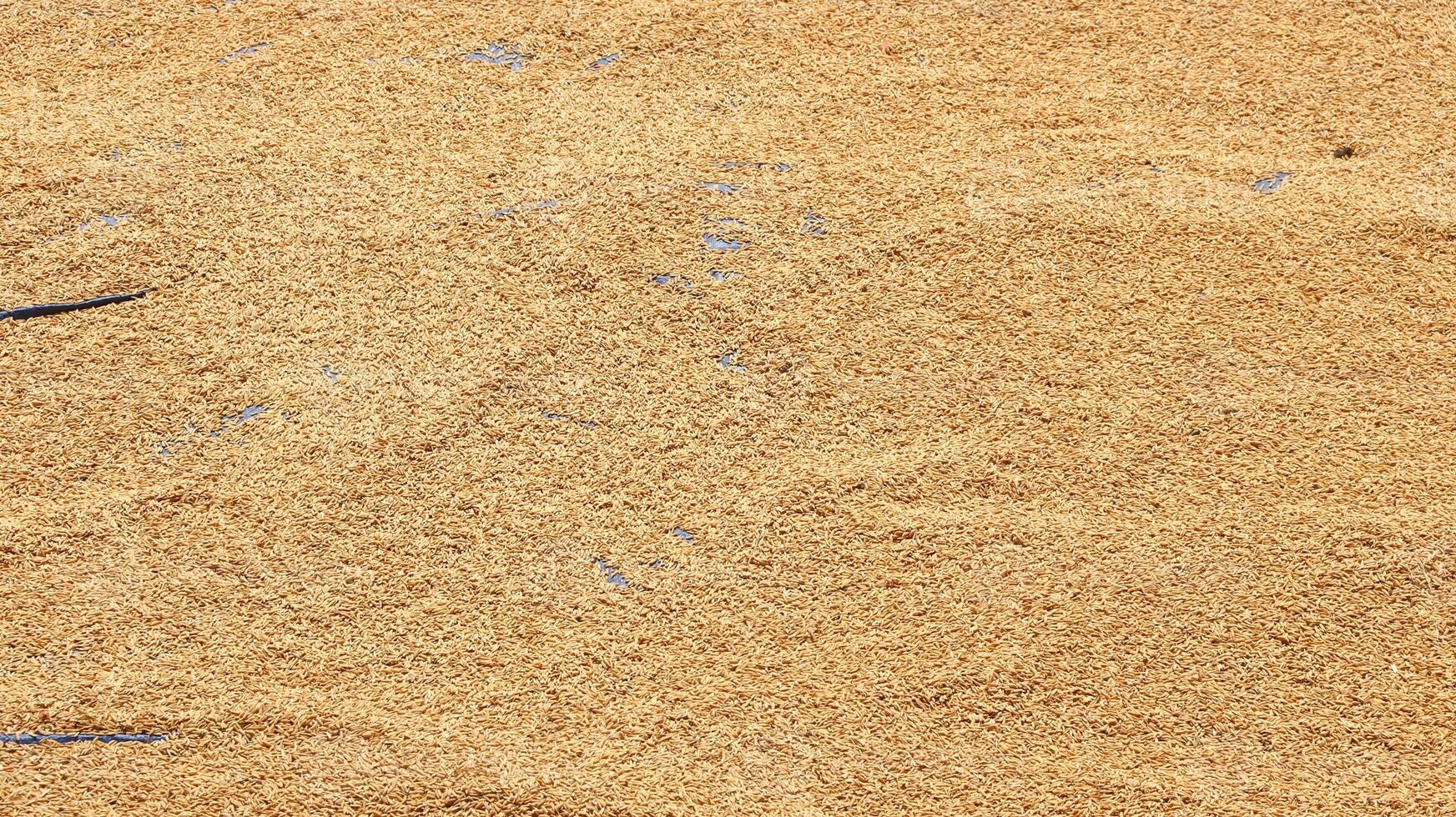 Rice husk is rice bran that has been separated from the rice grains using a mill photo