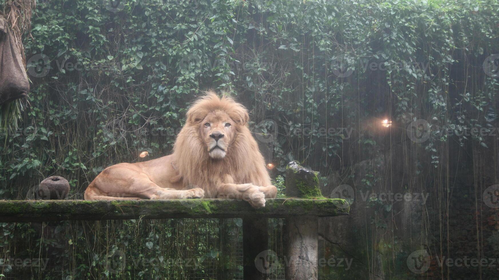 A closeup of the male lion resting with a ray of sunshine on his face photo