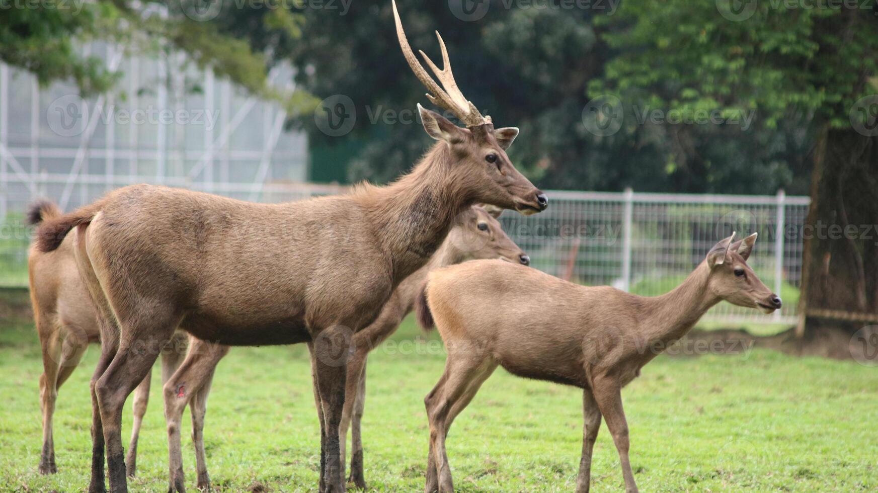 Axis kuhlii also known as kuhl's hog deer or Bawean hog deer. photo