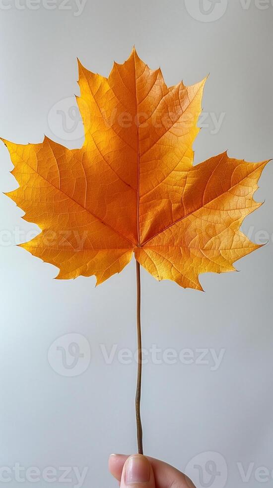 A hand holding a vibrant orange maple leaf against a soft background, showcasing the beauty of autumn foliage. photo