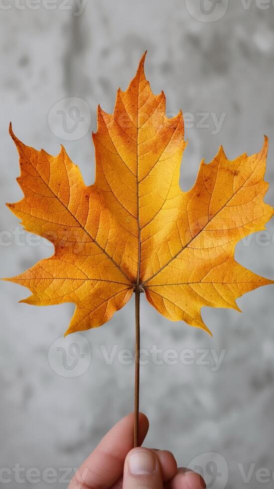 A hand holding a vibrant autumn leaf showcasing shades of orange and yellow against a blurred gray background. photo