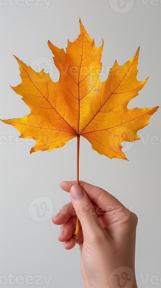 A delicate hand holds a vibrant orange maple leaf against a soft gray background, embodying the essence of autumn. photo