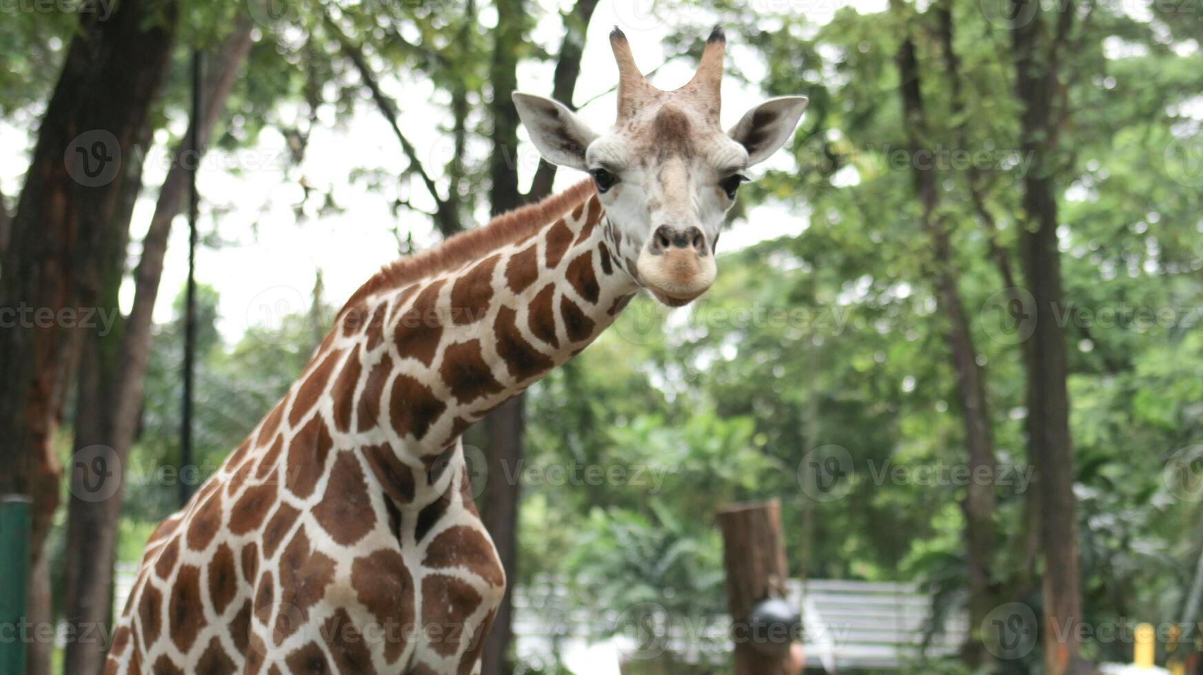 With its towering height and long neck, the Angolan giraffe effortlessly reaches high branches, photo