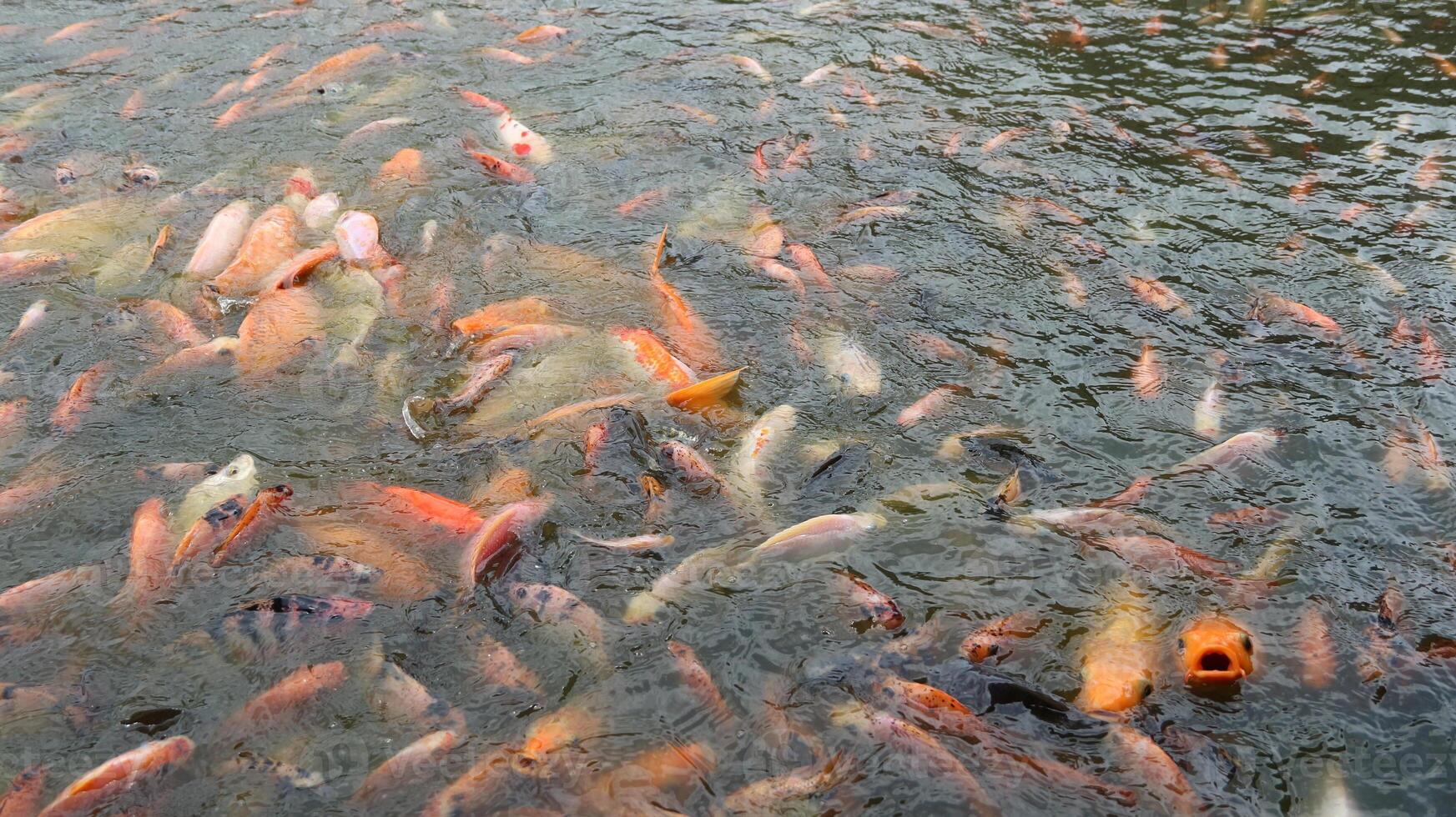 A Lively Feeding Frenzy in the Pond photo