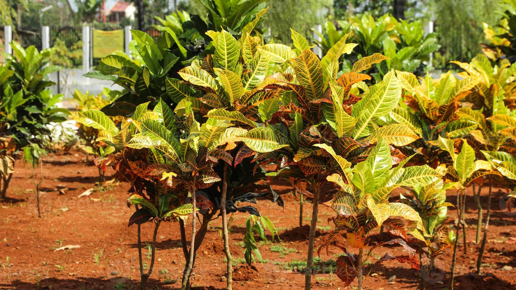 Deciduous plant in the botanical garden. photo