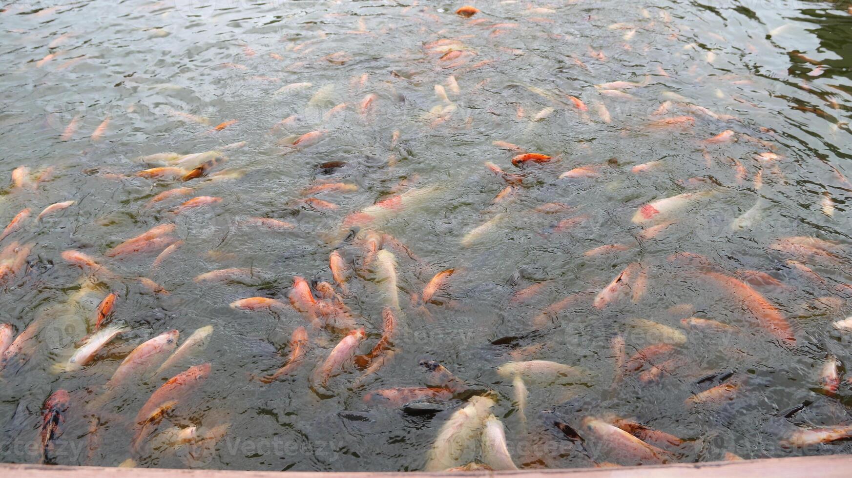 A group of vibrant goldfish eagerly swims to the surface photo