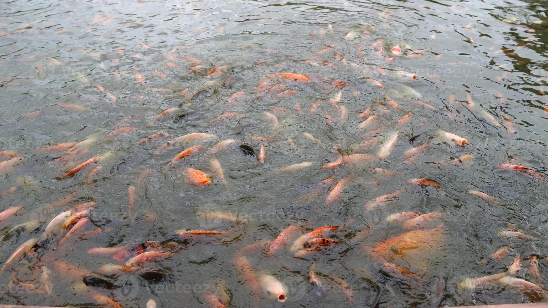 creating ripples that dance across the water's surface. photo