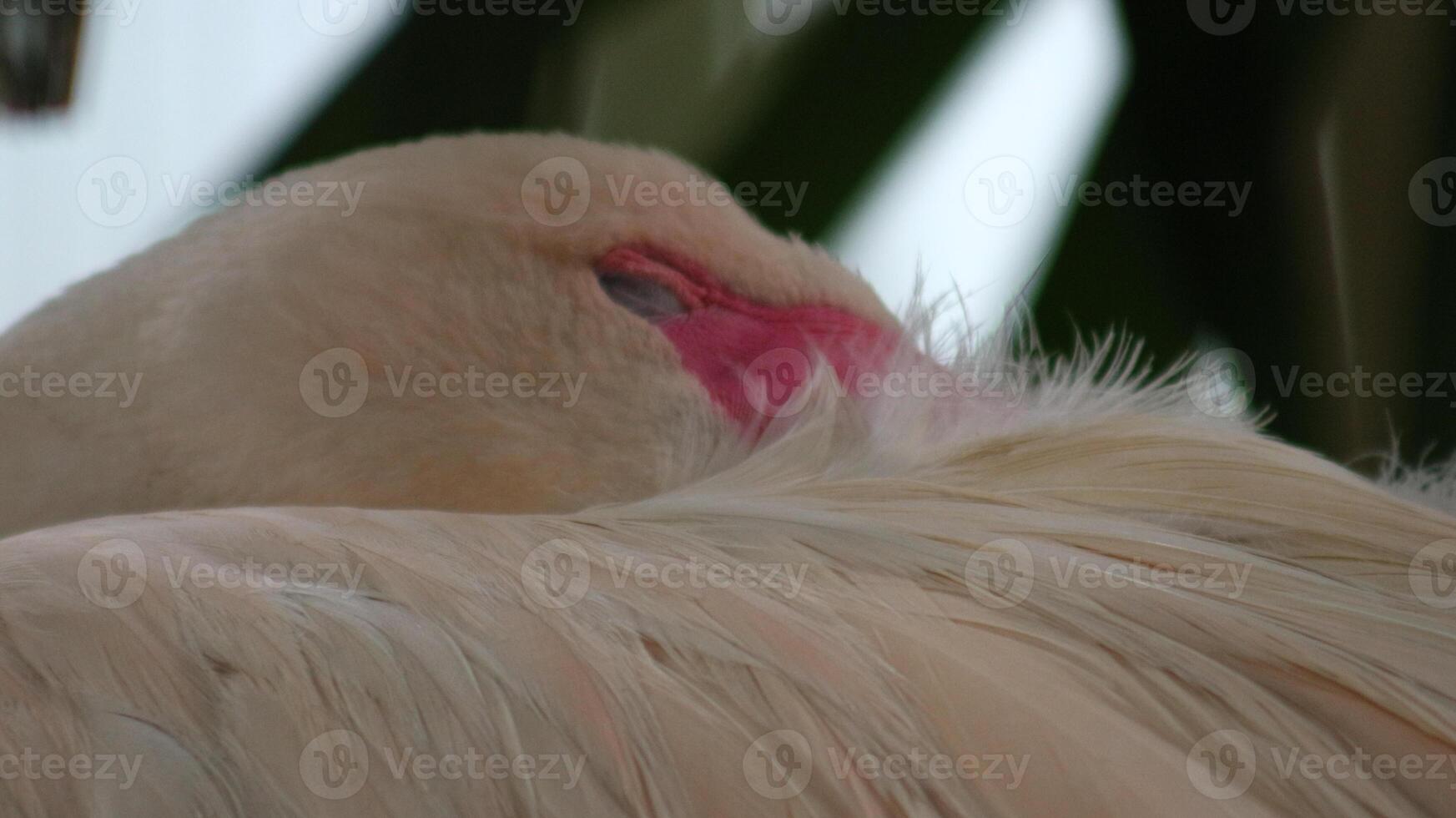 Flamingo or wildlife or Greater Flamingo, photo