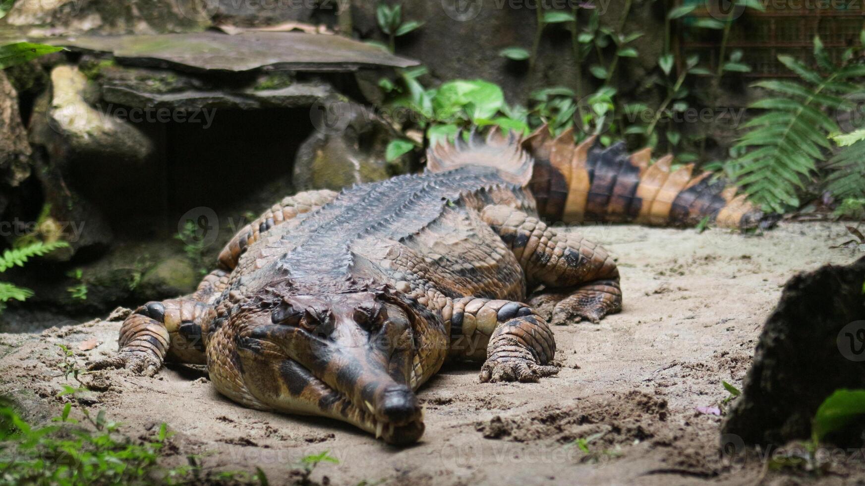 crocodiles in a manhole cage in a mini zoo, they are sunbathing. photo