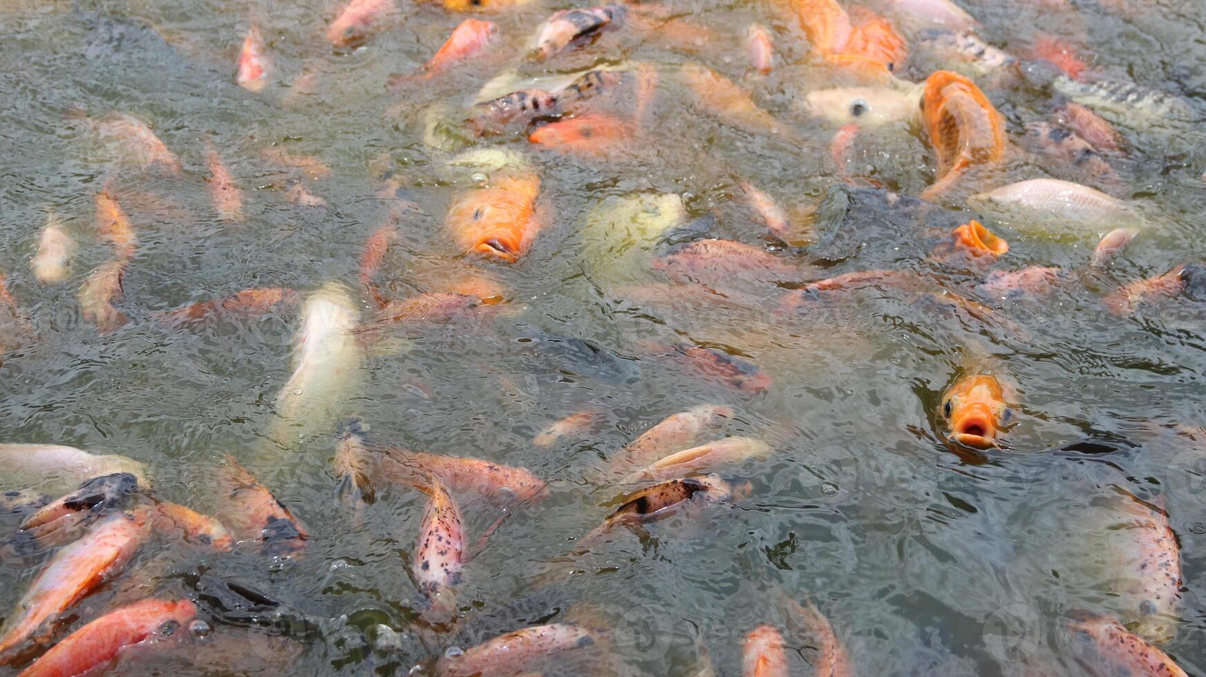 As fish food is scattered into the pond, the koi fish gracefully move in circles photo