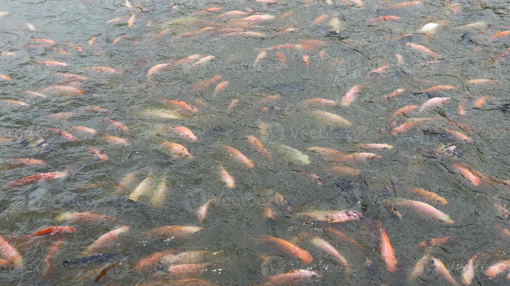 Dozens of goldfish of various colors photo