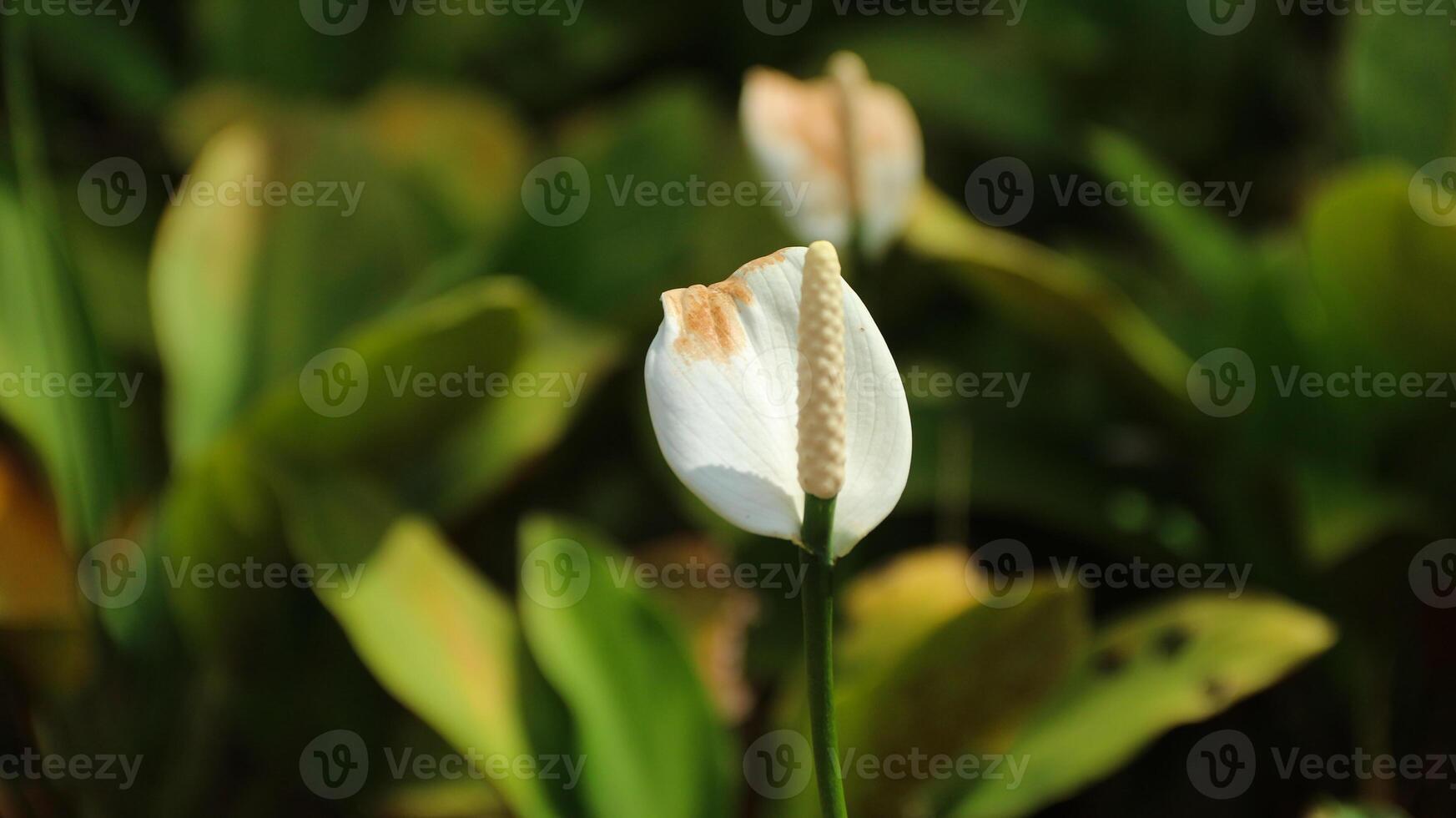 Alocasia cucullata is a species of flowering photo