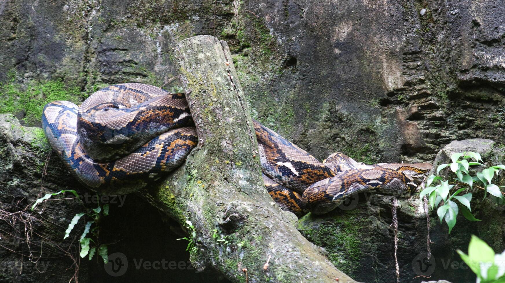 Reticulated python is on the tree photo
