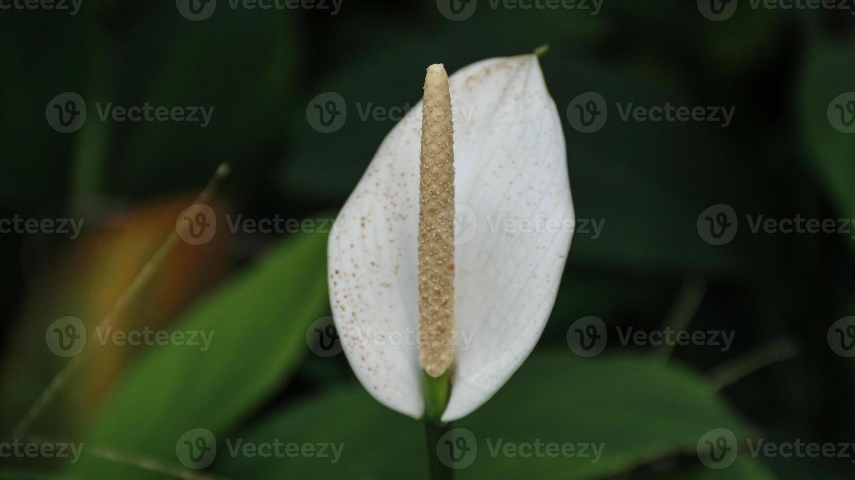 Chinese ape, Buddha's hand, andhooded dwarf elephant ear. photo