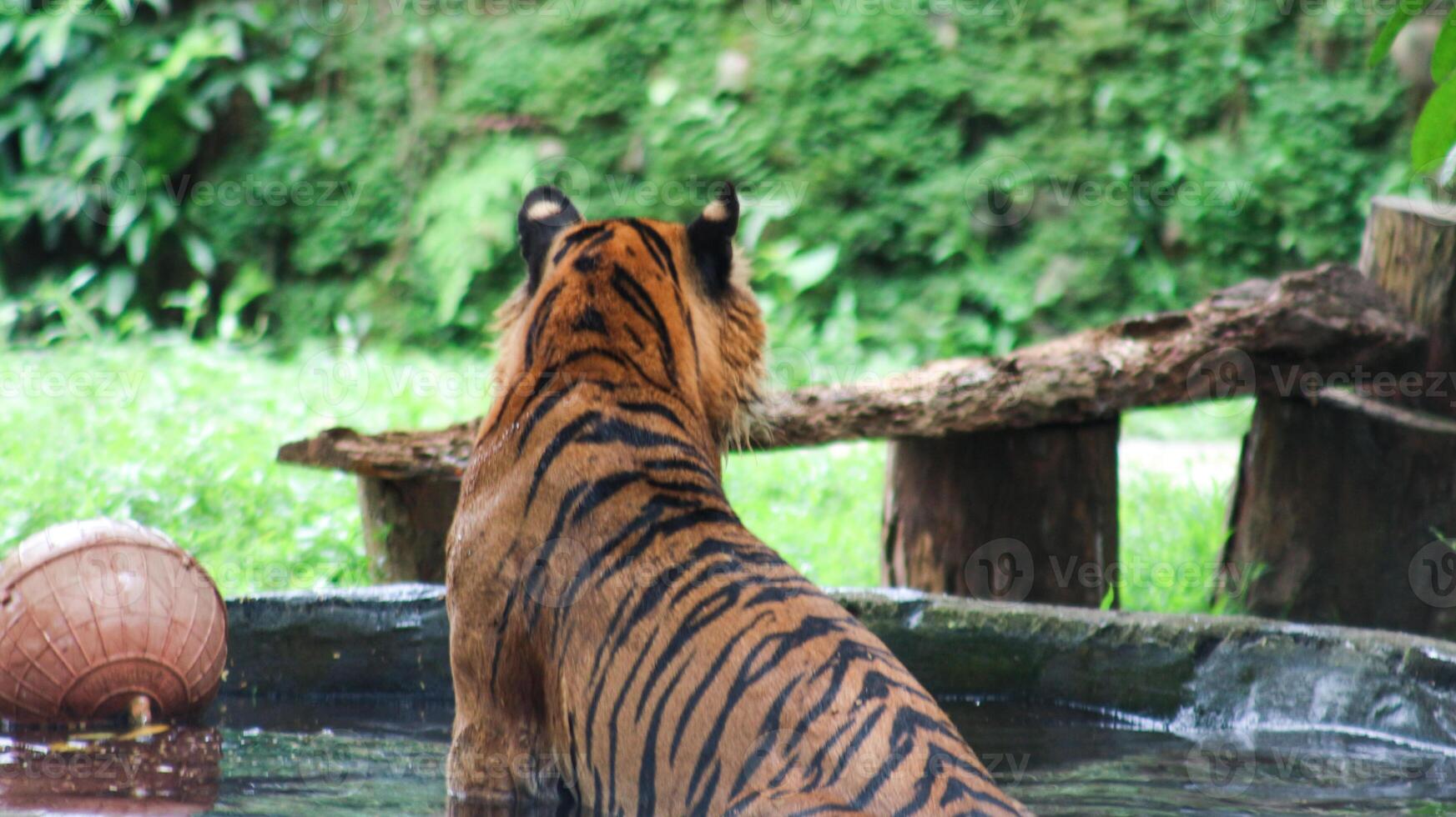 The Last Striped King of Sumatra photo