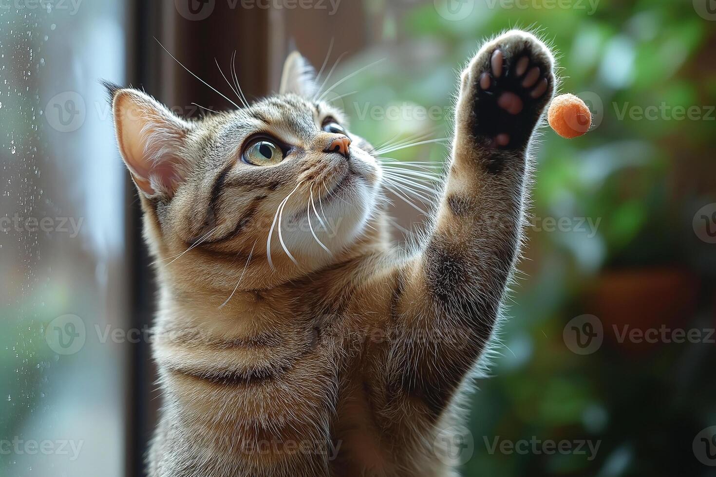 A playful domestic cat reaching for a treat with its paw, capturing a moment of curiosity and joy. photo