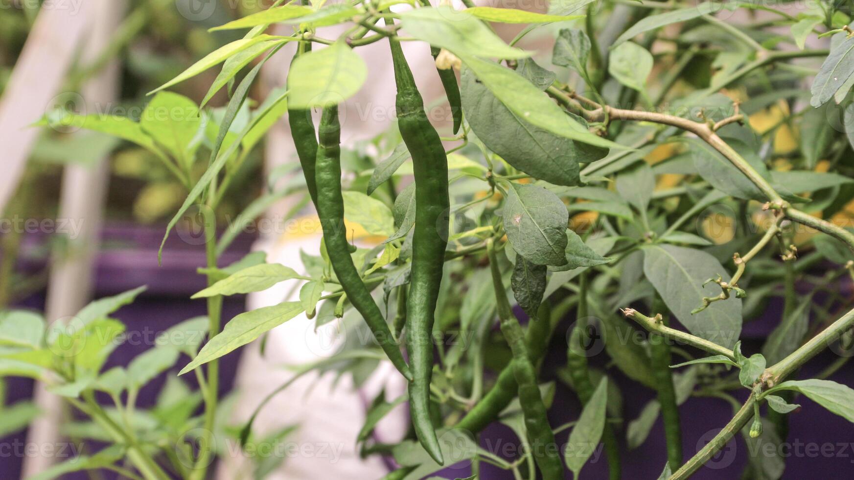 fresh chili on the tree. photo