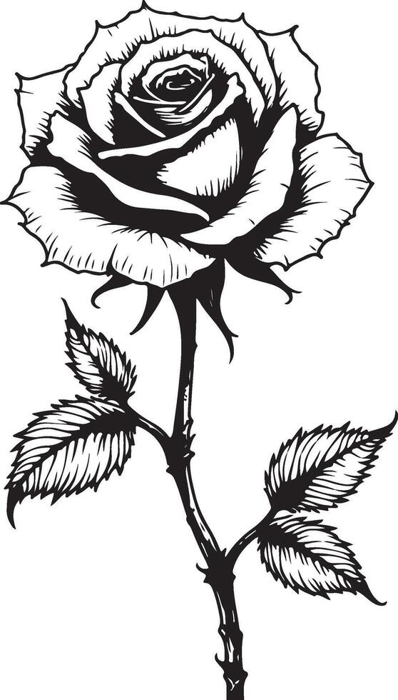 Elegant Black and White Rose vector
