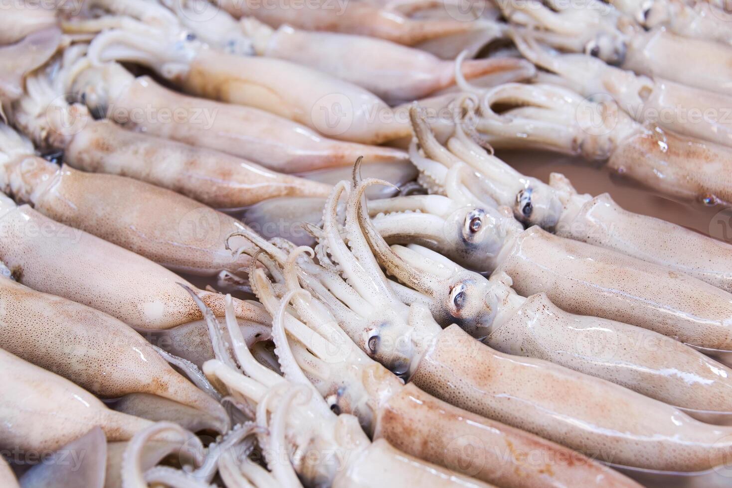 A bunch of squid in supermarket for sale photo
