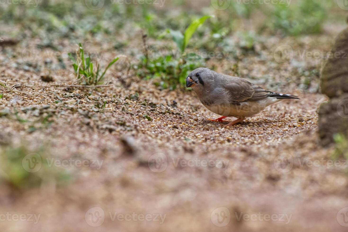 Small Gray Bird Foraging on Sandy Ground photo