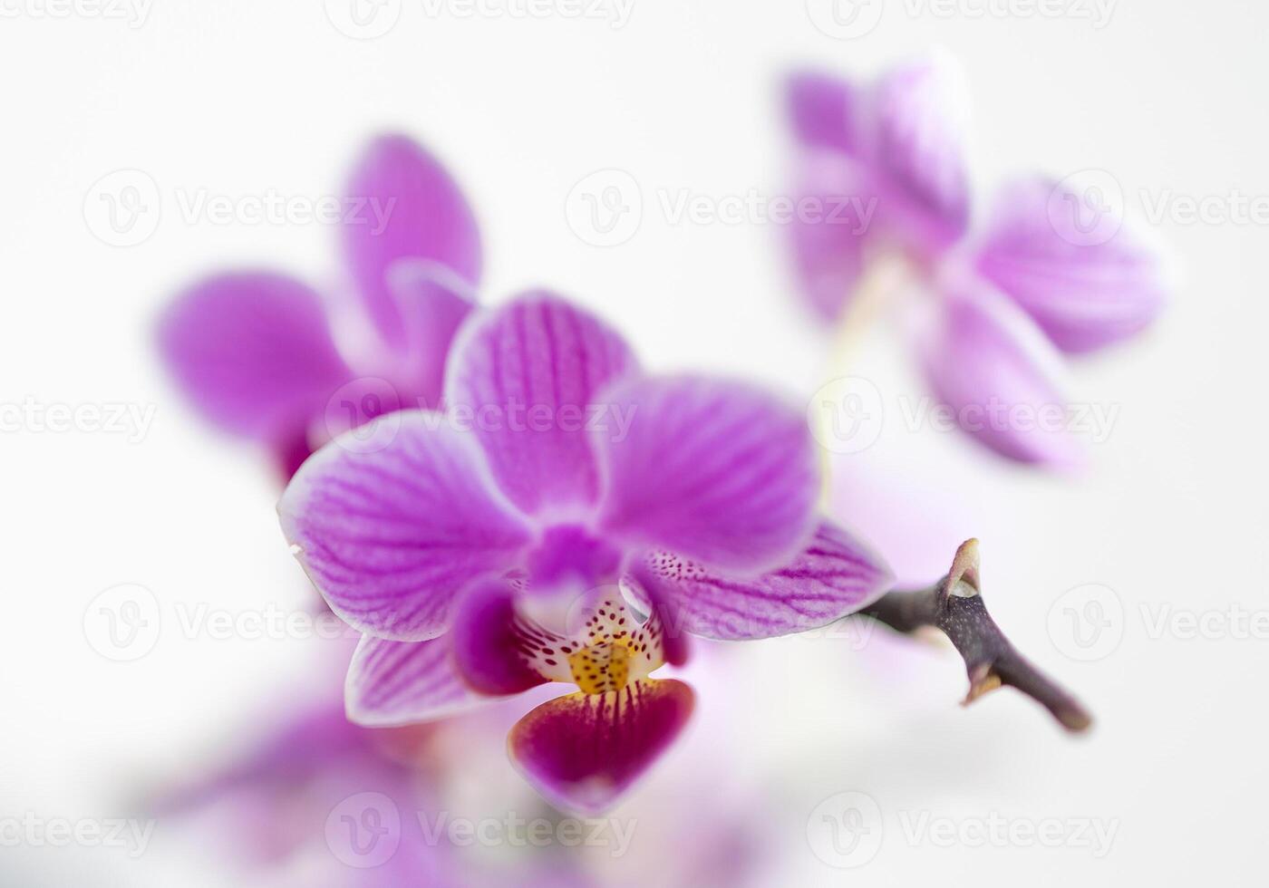 A purple orquid with background blurred photo