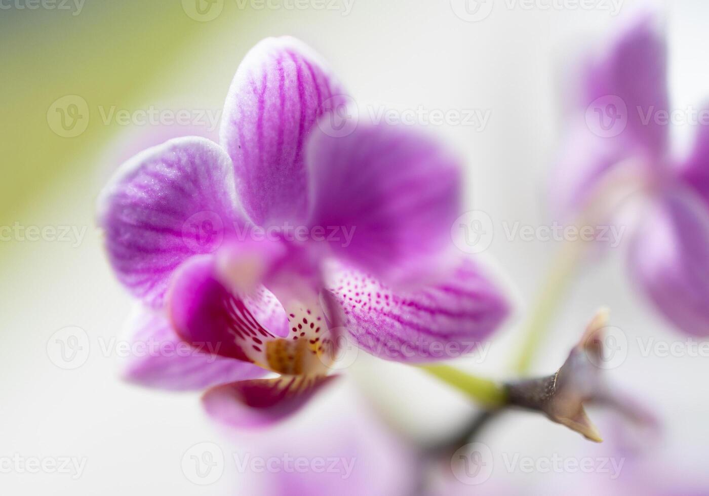 A close up of a purple flower photo