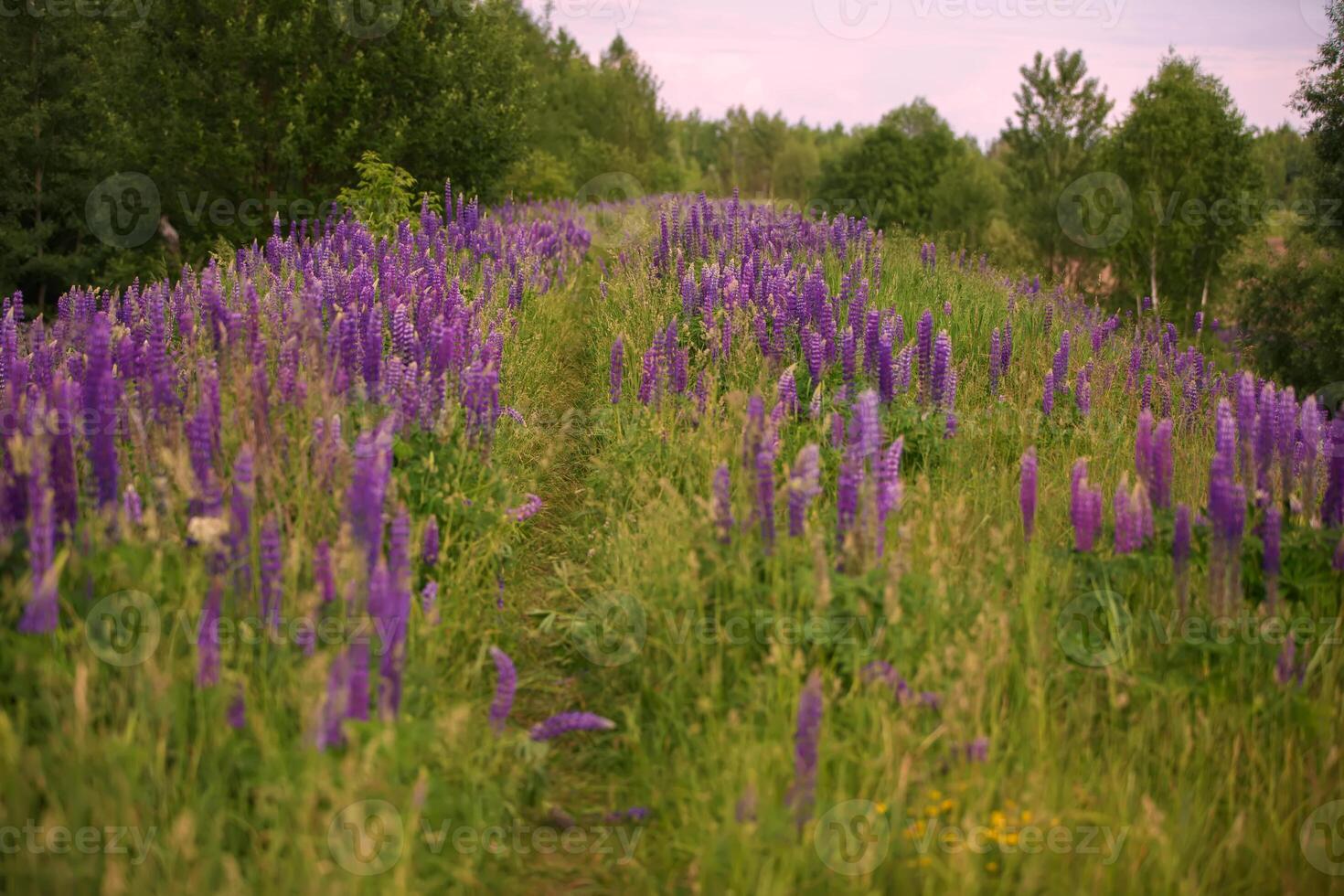 Beautiful natural background of a meadow covered with purple lupine flowers. photo