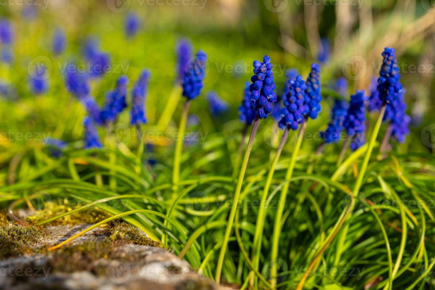 Vibrant blue grape hyacinths blooming in a sunny garden during springtime photo