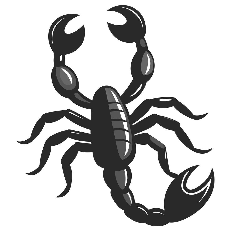 Graphic Scorpion Illustration With Pincers And Stinger On White Background vector