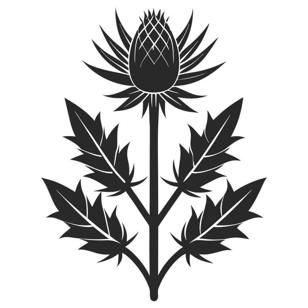 Black And White Thistle Plant Illustration With Decorative Leaves vector