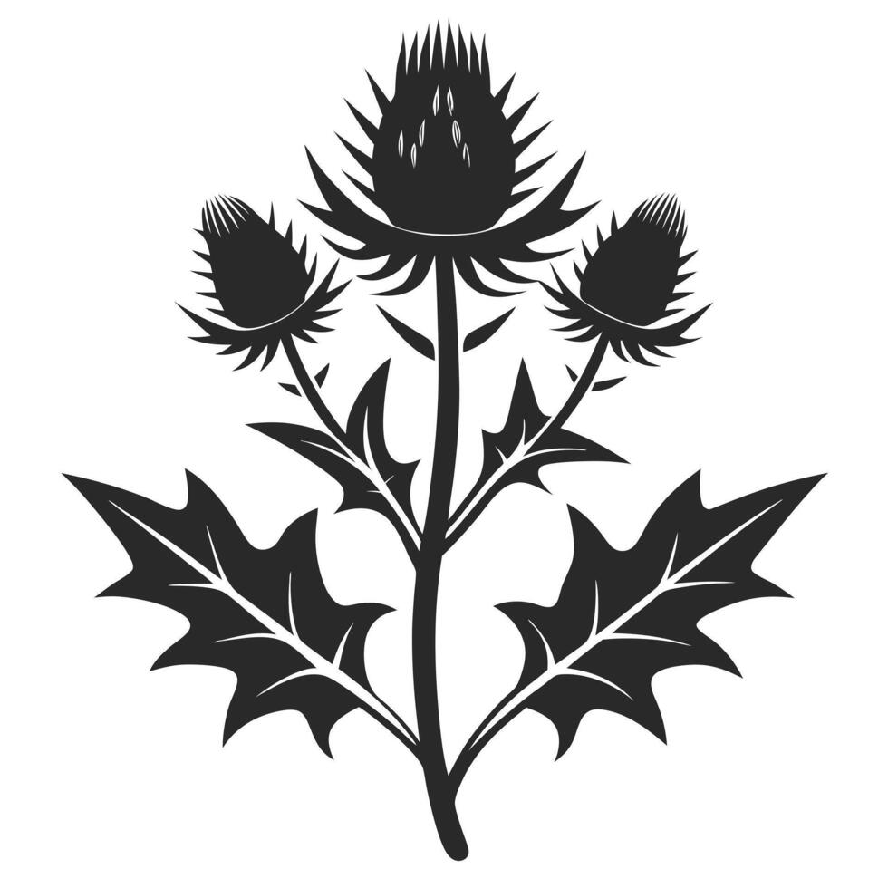 Silhouette Illustration Of A Thistle Plant With Leaves And Flowers vector