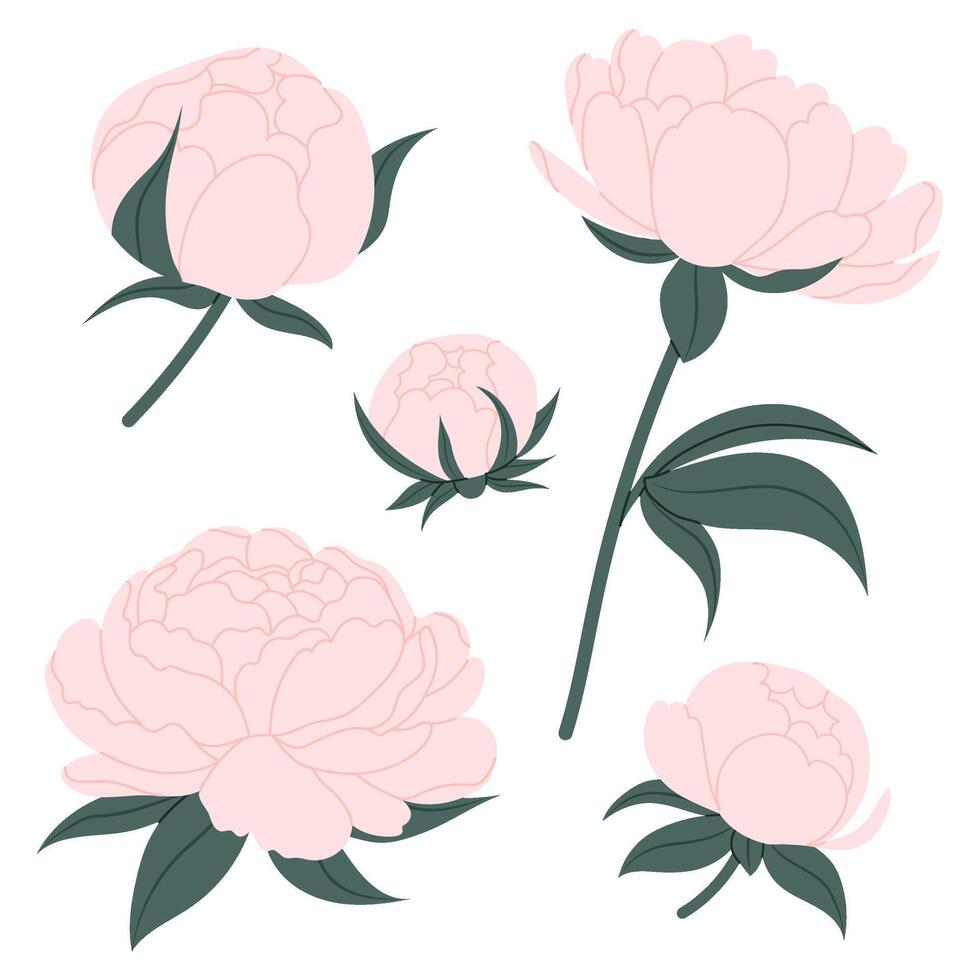 Set soft pink peonies. Pink spring flowers. For postcards, banners, posters, wedding decoration, invitation, greetings, anniversary. vector