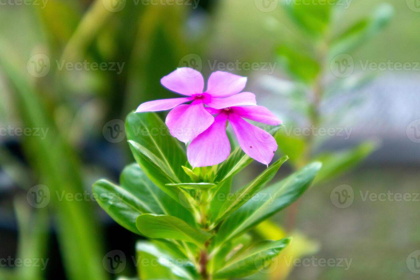 Close up view of Purple Madagascar Periwinkle flower or Catharanthus roseus in the garden photo