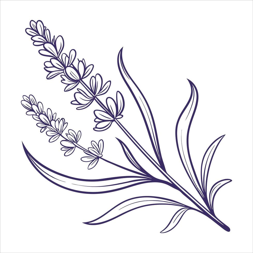 Lavender Leaves Sprig vector