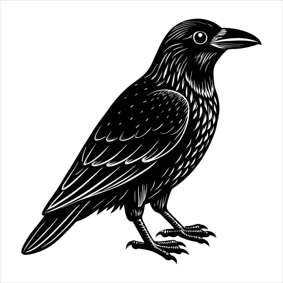 Australian Raven Bird vector