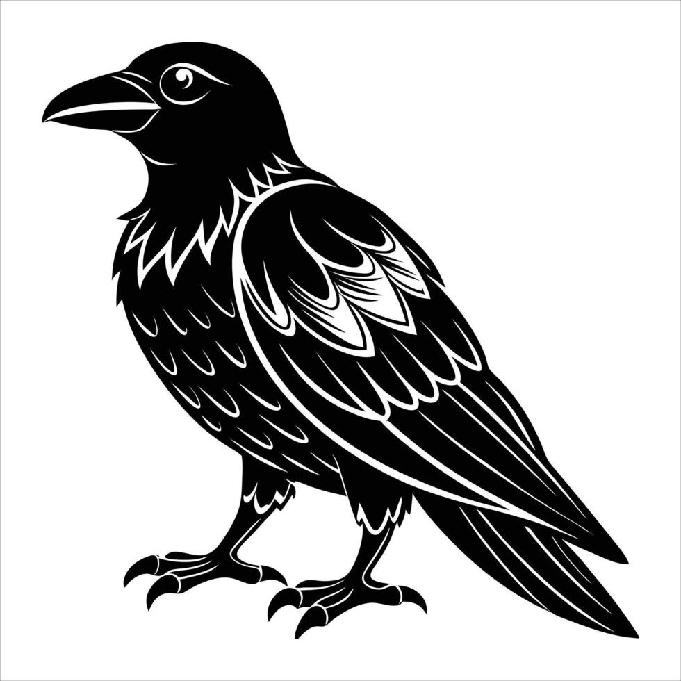 white winged raven corvus vector