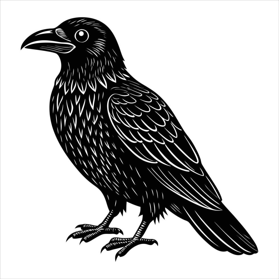 thick billed raven corvus vector