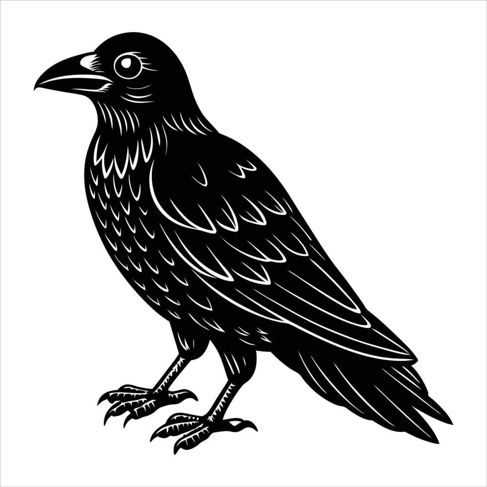 grey crow corvus tristis vector