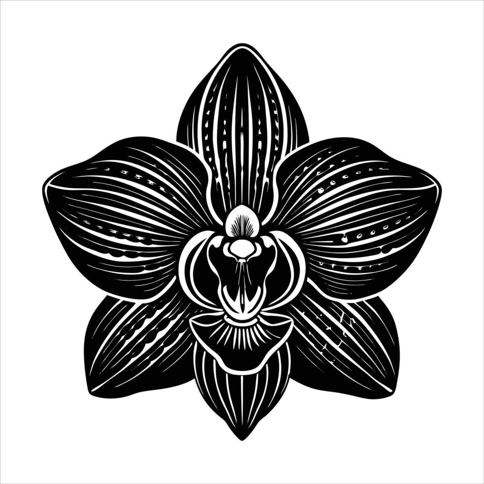 exotic orchid macro shot vector