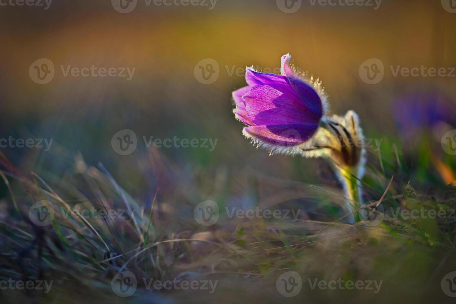 Spring and springtime flower in the rain. Blooming beautiful flowers on a meadow in nature. Pasque flower and sun with a natural colored background. Pulsatilla grandis photo