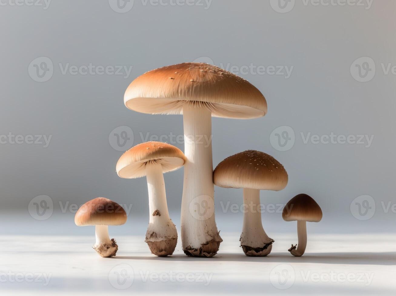 Four mushrooms different sizes shapes are arranged triangular Flying champignon cut photo