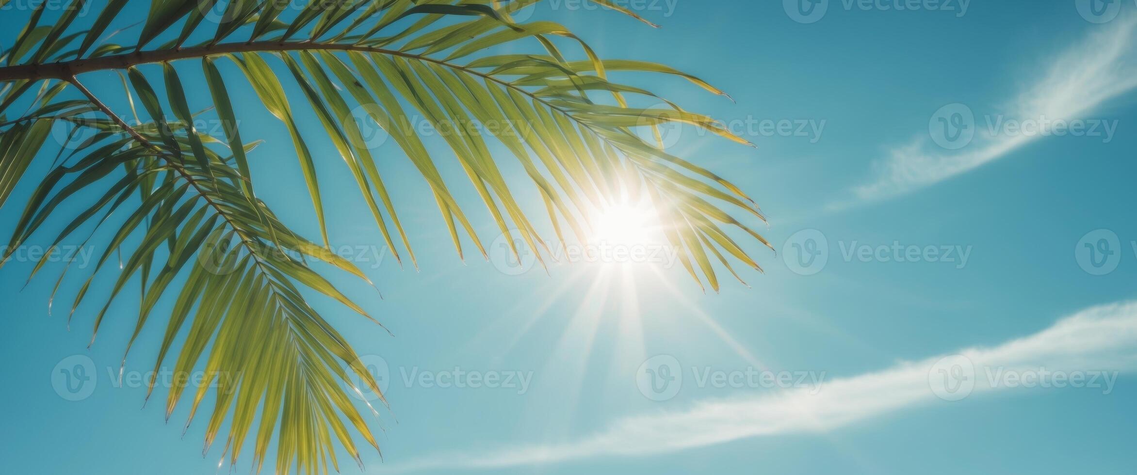 The sun shines through a palm tree and the sky photo