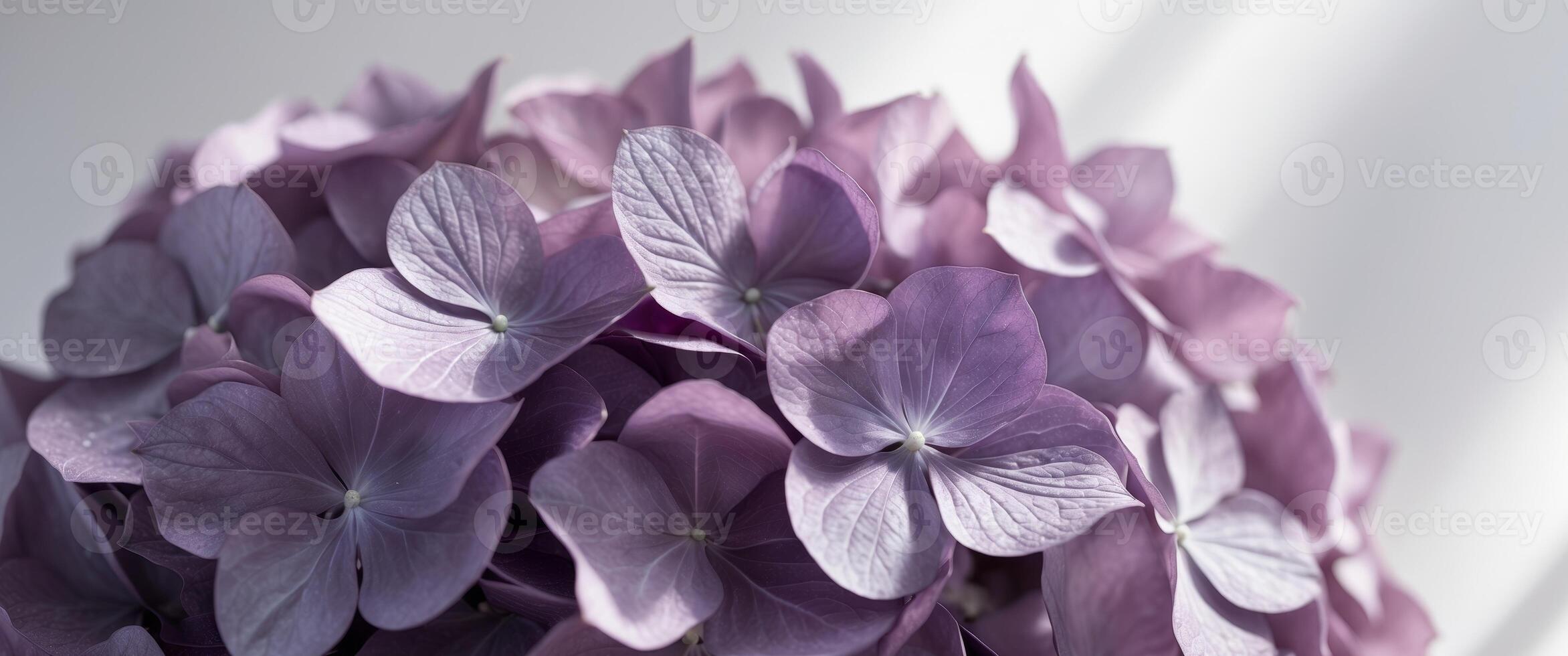 A close up of a bunch of purple flowers photo